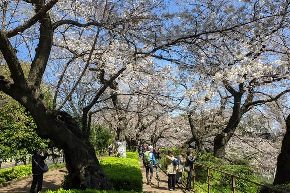 Chidorigafuchi Park 千鳥ヶ淵公園 • Kasai Rinkai Park 葛西臨海公園