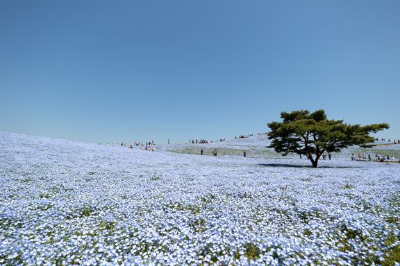 Oarai 大洗町 • Hitachi Seaside Park ひたち海浜公園