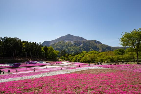 Hitsujiyama Park 羊山公園 • Mt. Buko 武甲山